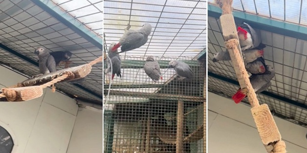 İstanbul Havalimanı’nda Yolcunun Valizinde 20 Papağan Yakalandı